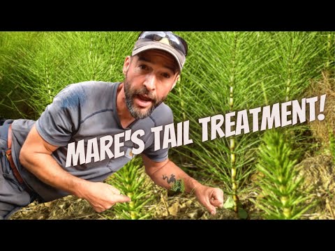 Video: Horsetail Weed Killer - Att bli av med åkerfräken ogräs i trädgårdar