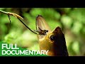 Wildlife Laws: The Better Swimmer Wins | Free Docuementary Nature