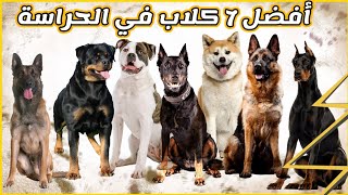 أفضل 7 أنواع كلاب الحراسة في العالم ||⭐⭐⭐الأكثر استعمال عند الجيش والشرطة.