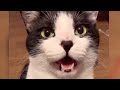 猫のお返事集めたら毎秒可愛いだけだった『わあ』とか『にゃあ?』とか『ンアッ』とか