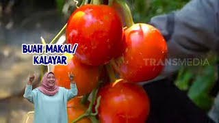 Panen Buah Makal di Hutan | ENAH BIKIN ENAK (15/11/22)