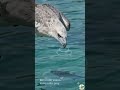 White‑bellied Sea Eagle – The Coastal Colossus | Physics of an Ocean Hunter 🦅🌊 #shorts