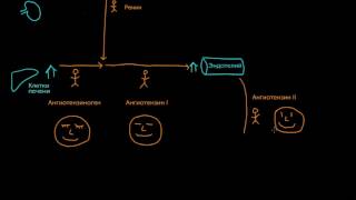 Общий обзор ренин-ангиотензин-альдостероновой системы. Клетки и гормоны