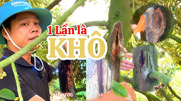 Cách Dùng Thuốc Đặc Trị Nứt Thân Xì Mủ Sầu Riêng Hiệu Quả| Nứt Thân Xì Mủ