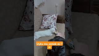 Balam seçimini yaptı, kedi videoları #cat #kedi #bebekvideoları #cute ##animals #yemek #kedivebebek