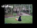 Young Black Bear Plays With Children's Pool Inflatable || ViralHog