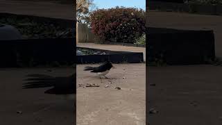 Wagtail REJECTS the moths I offered lol #shorts #birds #cute