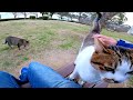 公園でキジ白猫がモフられに来たのでベンチに行ったら他の猫も集まってきた