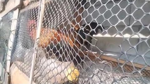 Rov Muab Kuv Tus Qaib Dib Dub Thaij Rau Tug Npawg Saib