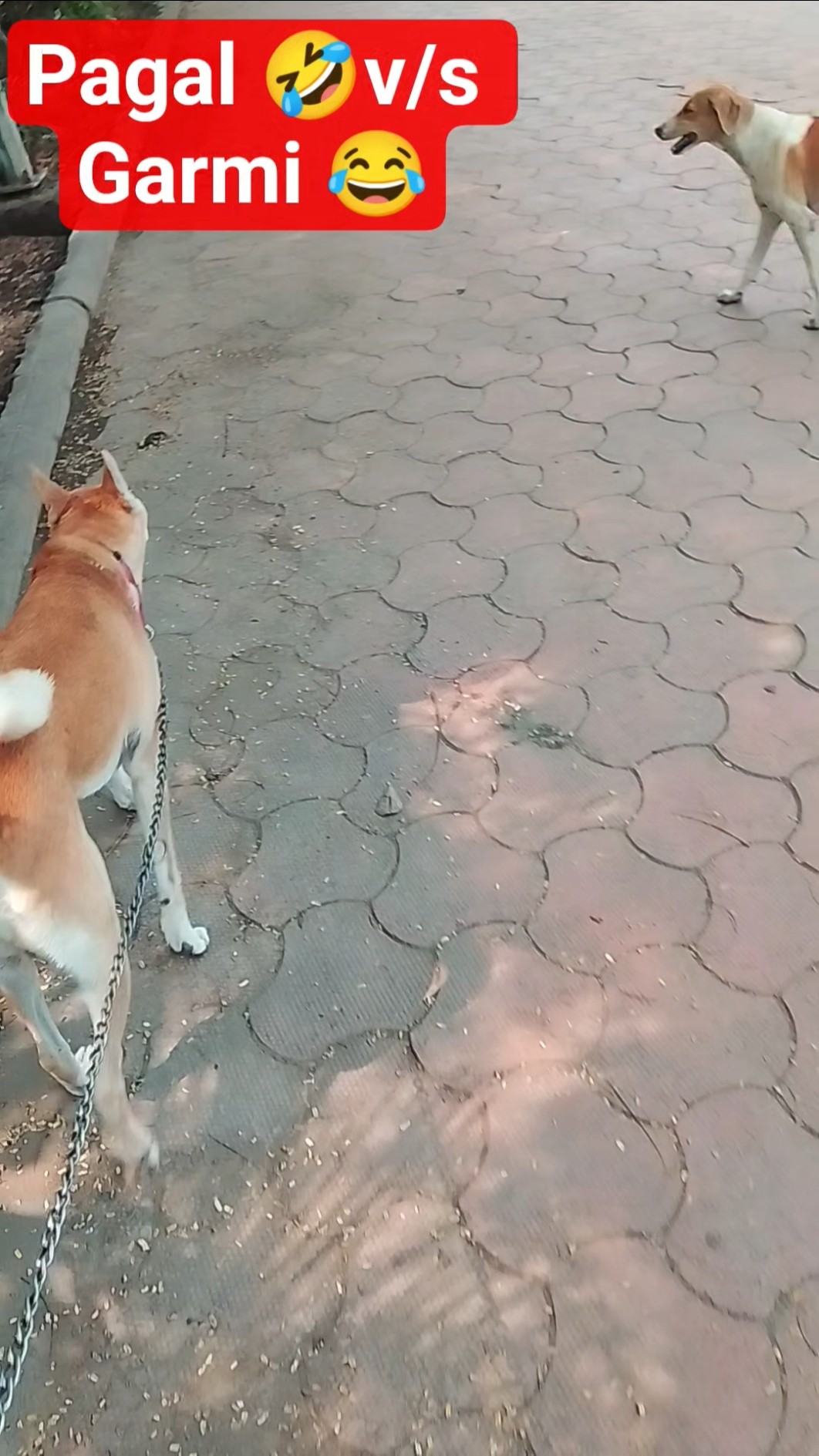 😁फनी वीडियो📽 - ShareChat