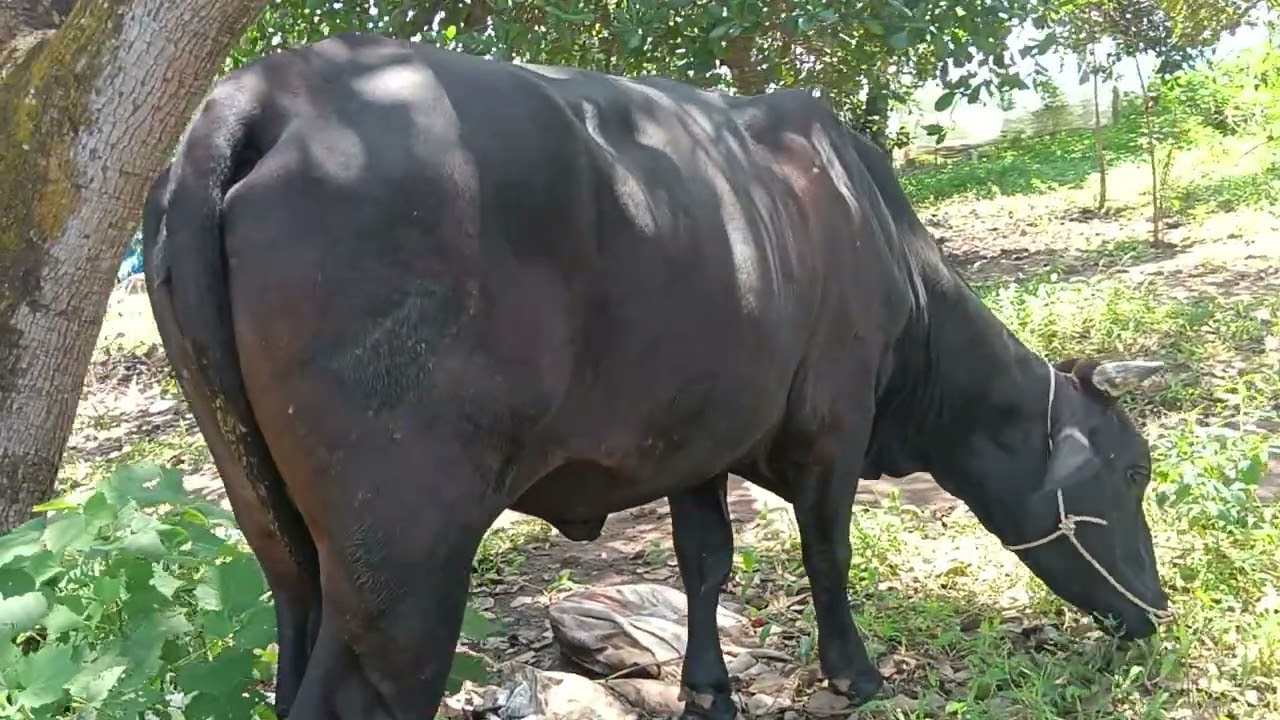 16/bán em bầu 3b 8thang cô chú ac xem ưng bò LH 0352899260