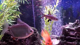 75 Gallon Fresh Water Tropical tank this is my grandpas 75 gallon fresh water tank he has had it for like 5 years but i just started servicing it for him about a year ago. the