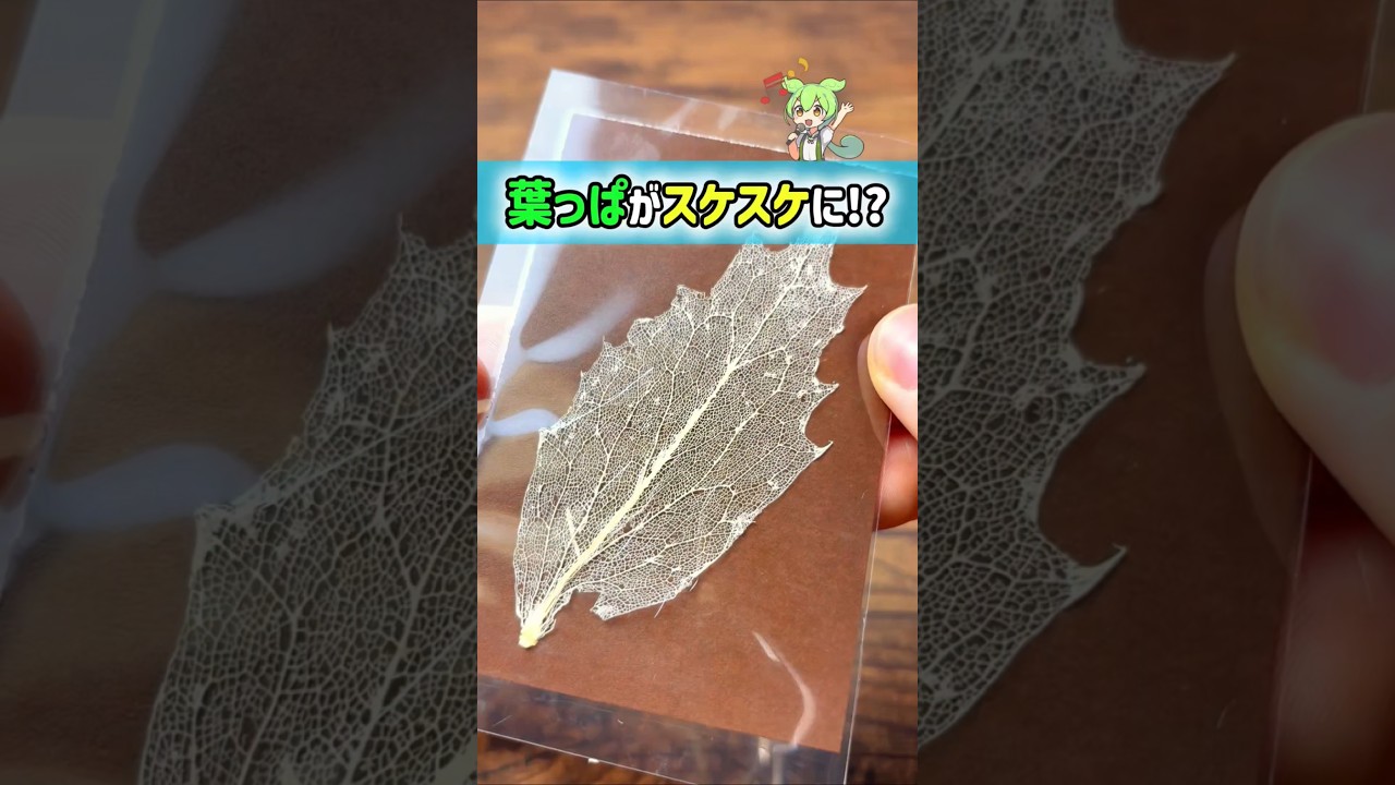 【驚愕】葉っぱを洗浄剤で煮た結果がヤバい #実験