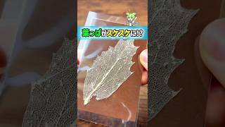 【驚愕】葉っぱを洗浄剤で煮た結果がヤバい #実験