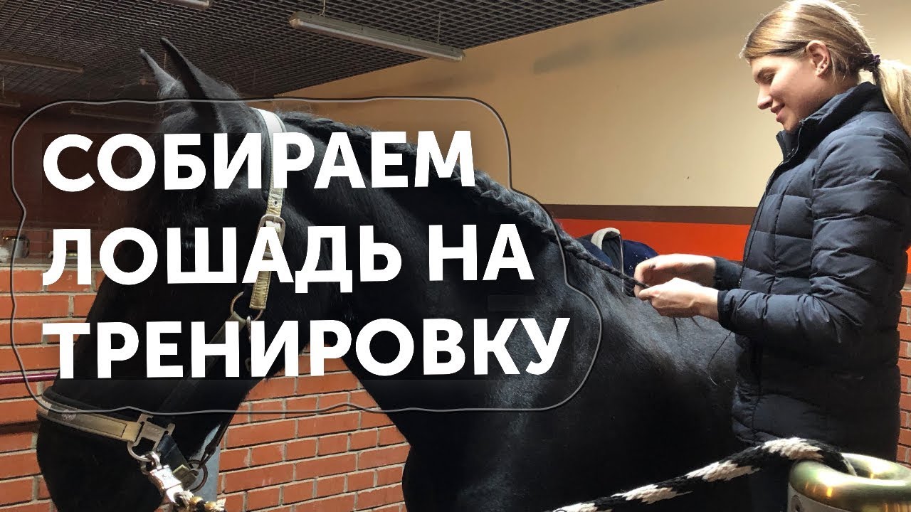 Собираем лошадь на тренировку в манеже / Ната Кони