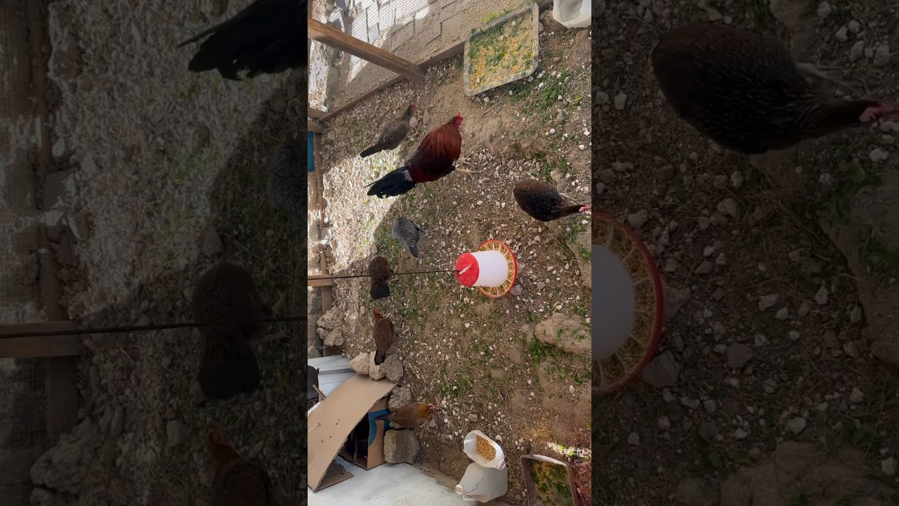 Preparando más nidos para las pollas que ya empiezan a poner 🪺🐔 