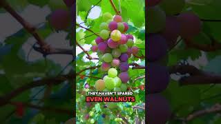 Download Lagu China is Getting out of Hands😳🫡#youtubeshorts #facts  #shortsfeed  #shorts #farming #china #fruit MP3