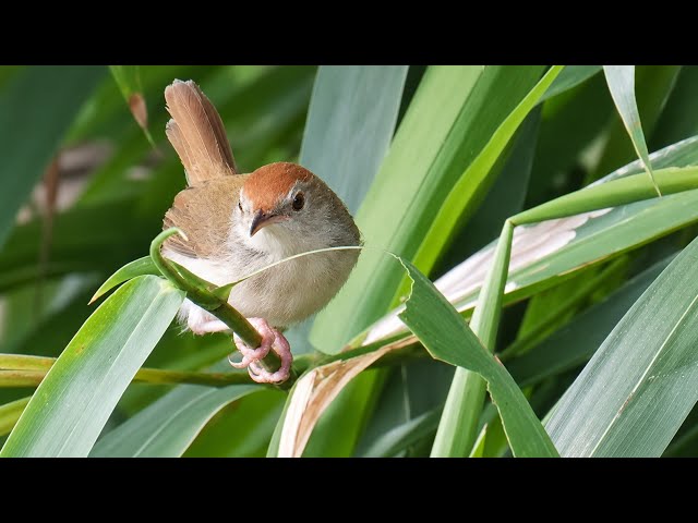 Birding in China 2， 中国观鸟2 - YouTube