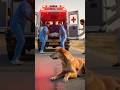 Beautiful AI Short Story of a Dog and a Medical Doctor #ai #youtubeshorts #shorts #viral #ytshorts
