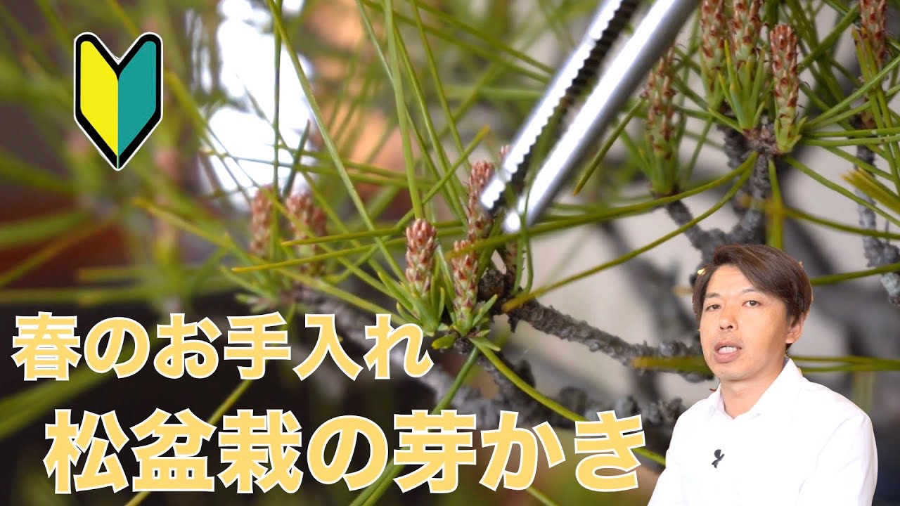 ジャノ芽松盆栽 2025年8月28日 超珍品、大幅値下げ。黒松、赤松、五葉松、 高松盆栽 五葉松 「威風堂々」を販売 ｜盆栽妙 – 盆栽妙 本店