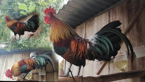 ไก่ต่อลูกปะสมไก่ป่า f2 สวยมากพ้อมต่อ_ qaib qus phom ob  [ Hmong ]​ 2021