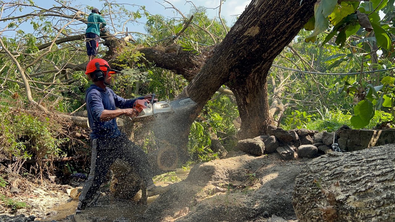 Fastest skill cutting tree with strongest chainsaw ‼️ - YouTube