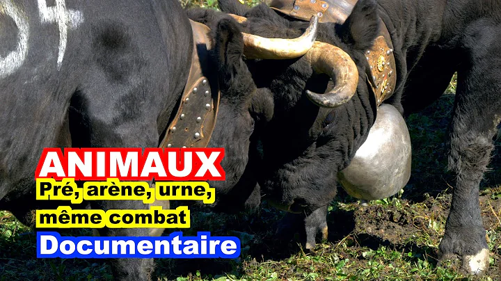 ANIMAUX : Pr, arne, urne, mme combat (documentaire)