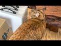 毛が欲しいって言われるので毛をつけてくれる猫さん