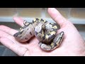 重度の奇形と神経障がいを持って産まれてきたヘビのその後