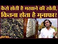 Makhana कैसे उगता है? | Fox Nuts Farming | Lotus Seeds | Superfood | Darbhanga | Bihar Election 2020