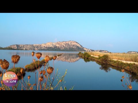 Lake Sounds In The Morning # Relaxing, Calming Sounds # Video FHD 1080p