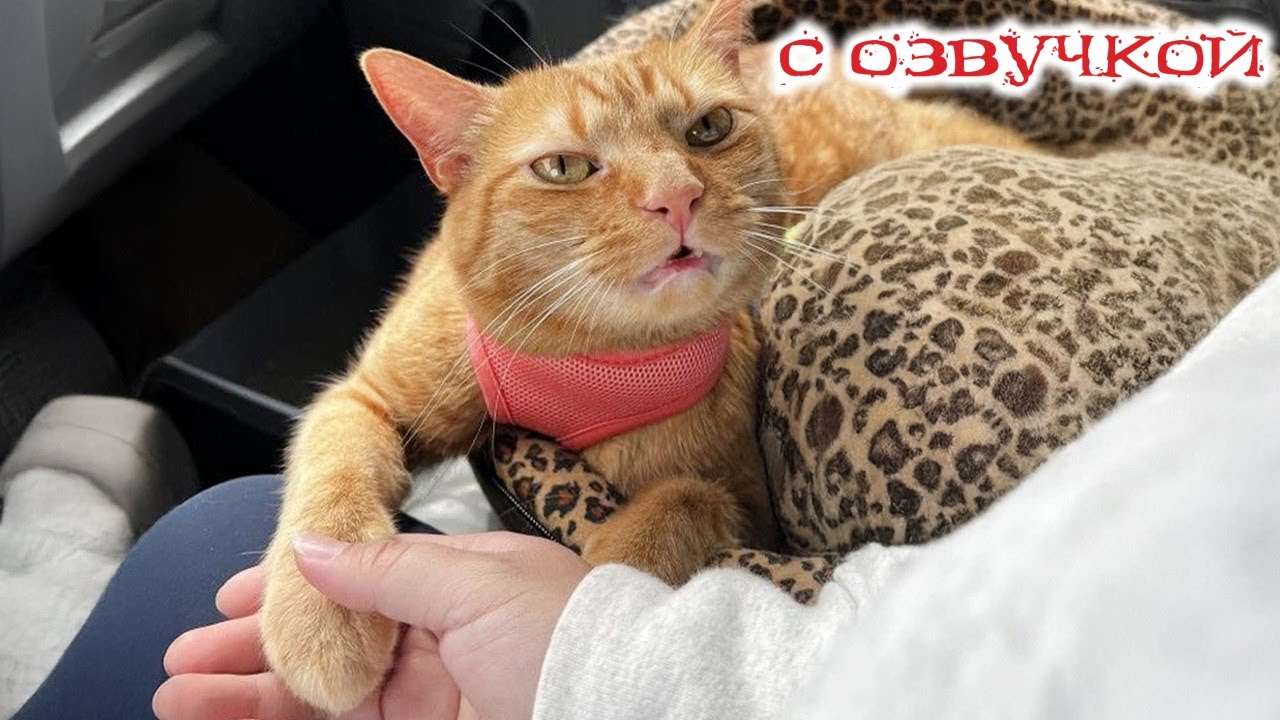 Приколы с котами! - С ОЗВУЧКОЙ! САМЫЕ СМЕШНЫЕ ЖИВОТНЫЕ! Я ржал целый час!