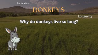 Donkey Fact 19 - Why do donkeys live so long?