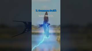 top 10 fastest animals flying #wildlife #nature #fyp #animals