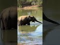 Слон пьёт воду #слоник #сафарипарк