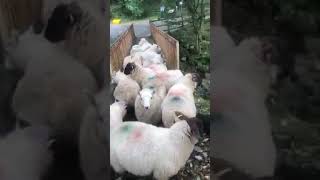 Sheep Don’t Want To Cross Bridge #Youtubeshorts #Farming #Sheep #Sheepdogs