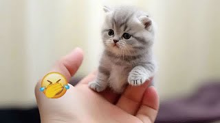 🐱🐱 You Laugh You Lose Dogs And Cats 🐱🙀 Funny Animal Videos 2024 #6