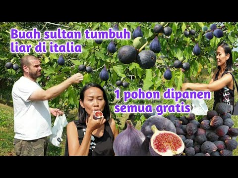 Video: Informasi Kastanye Eropa - Cara Menumbuhkan Pohon Kastanye Eropa