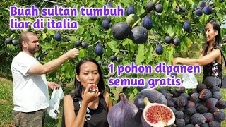 Buah Sultan Terbengkalai Dijalanan Italia , Gratis Panen Satu Pohon