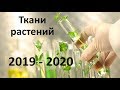 2. Ткани и органы (6 класс) - биология, подготовка к ЕГЭ и ОГЭ 2020