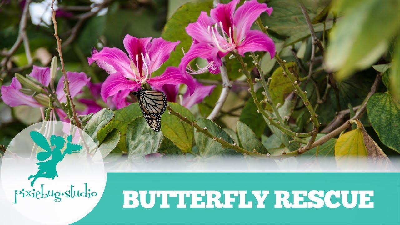 Butterfly Rescue Maui Monarch Butterfly Rescue - YouTube