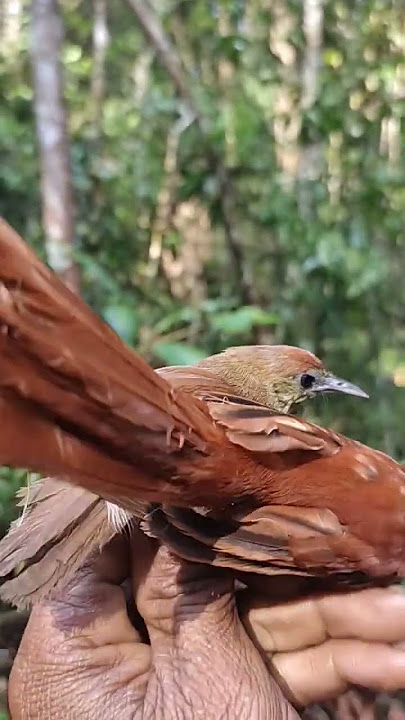 Merilis Burung ciung air&Burung seriwang Asia.