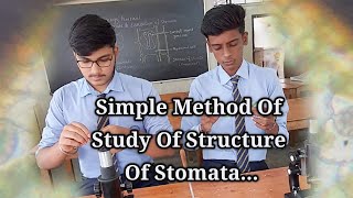 Structure of stomata