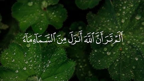 {أَلَمْ تَرَ ان اللَّهَ أَنزَلَ من السَّمَاءِ مَاءً فاخرجنا به ثمرات} القارئ ياسر الدوسري