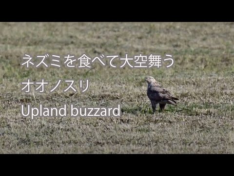 【ネズミを食べて大空舞う】オオノスリ Upland buzzard