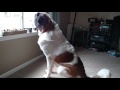 St. Bernard Bolander barks very loudly