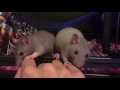 Rats giving kisses