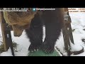 Медведь-эквилибрист