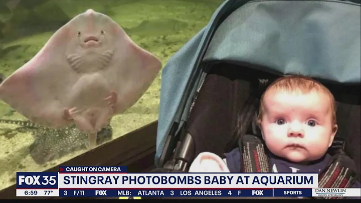 Stingray photobombs baby at aquarium