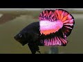 Betta fish age determination |betta fish ന്റെ വയസ്സ് എങ്ങനെ മനസ്സിലാകാം